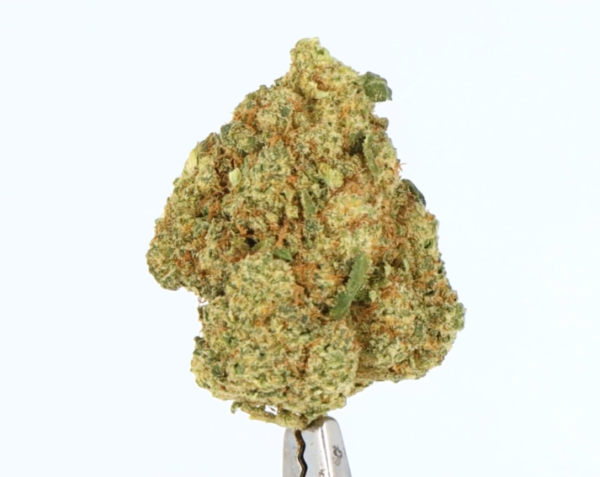 fleur-cbd-zushi-hydroponie