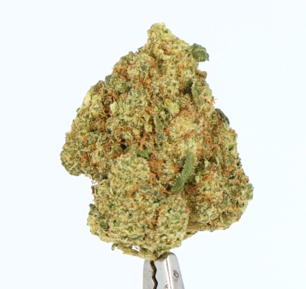 fleur-cbd-zushi-hydroponie